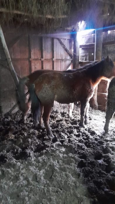 Тайлар (соғым) сатылады.