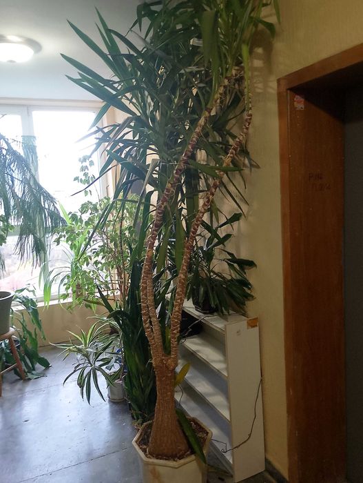 Палма ЮКА Стайна 3 м. 30 г. 150 евро