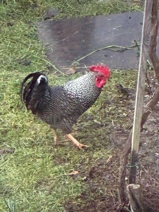 продавам петли Плимут Рок