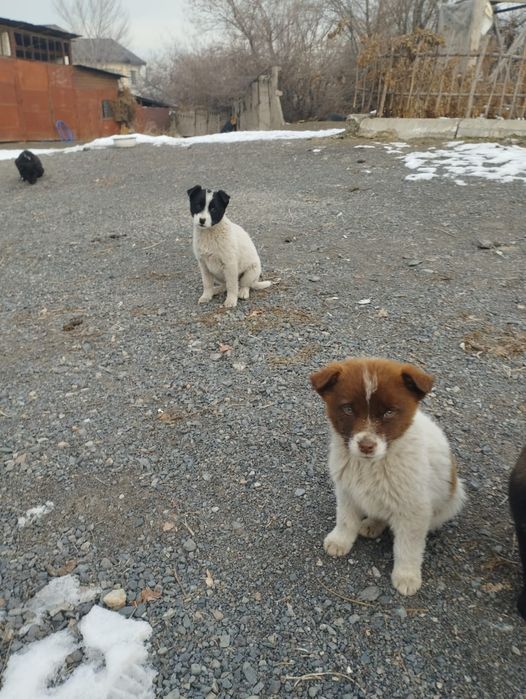 Пристраеваются щенки 2 месяца (мальчики девочки)