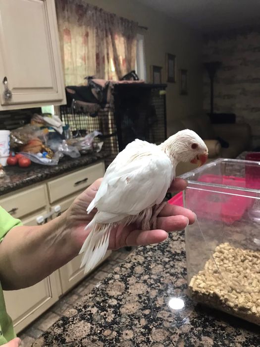 Papagali micul alexandru pui blanzi crescuti la mana