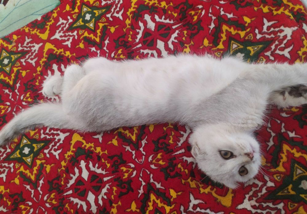 Toza zotlik mushuk Scottish fold