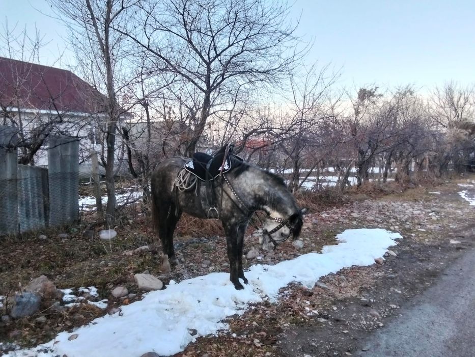 Продается жеребец