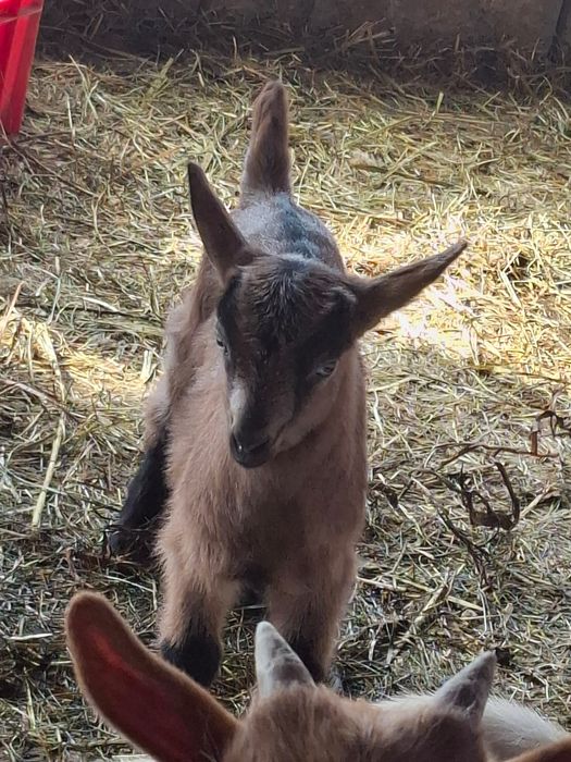 Vând iezi de crescut cu biberonul