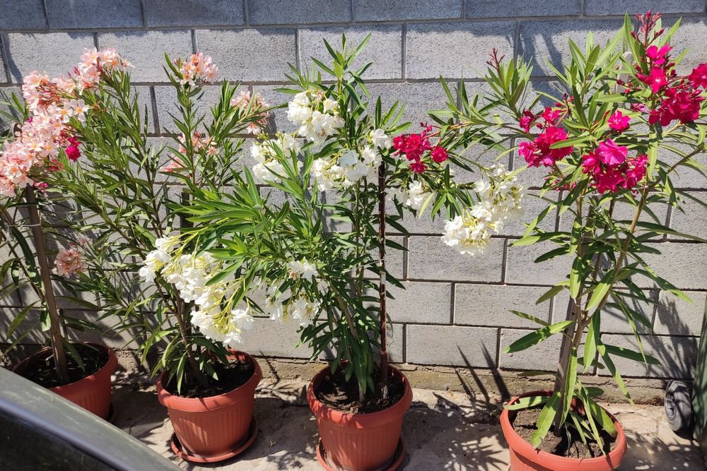 Олеандър ( Зокум )