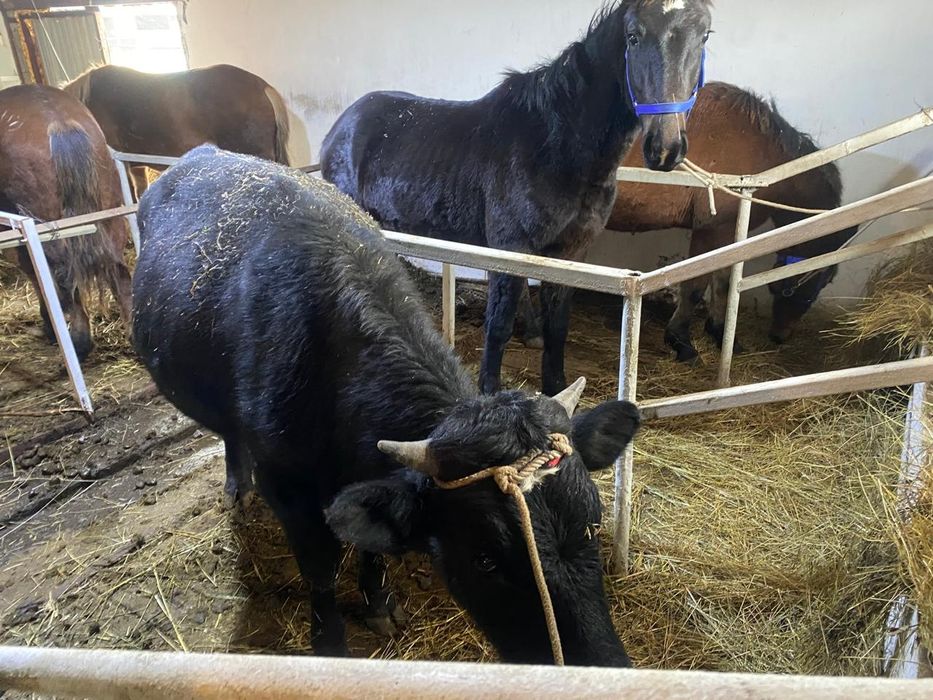 Продам бычков 2 головы