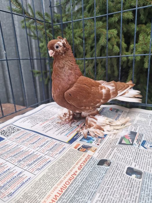 Продам голубку чанку