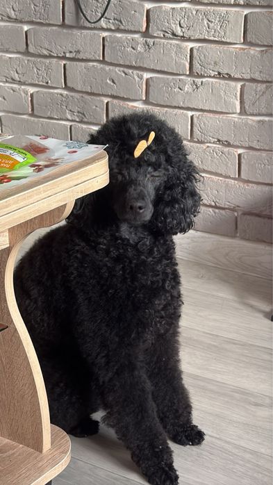 Малый пыдель караганда