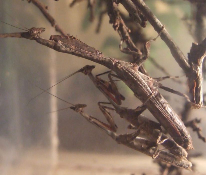 Богомол Phyllothelys breve