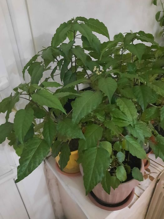 Комнатные цветы в горшках