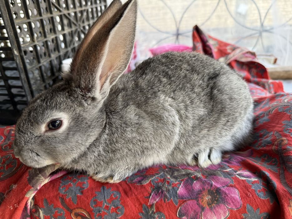 quyon bollari sotiladi