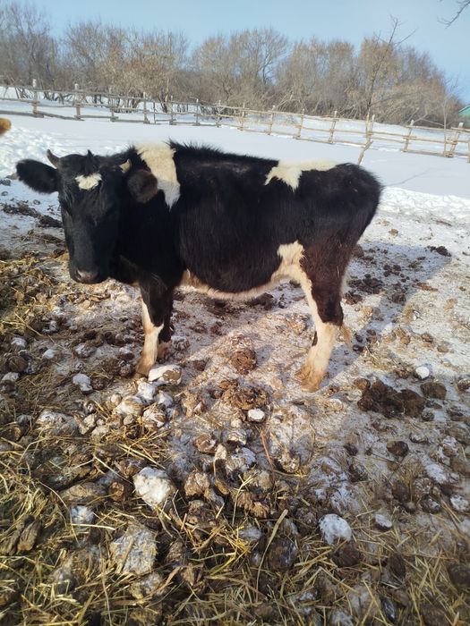 Ассалаумағалайкум  қашар лар сатылады сүтті парода барлығы буаз