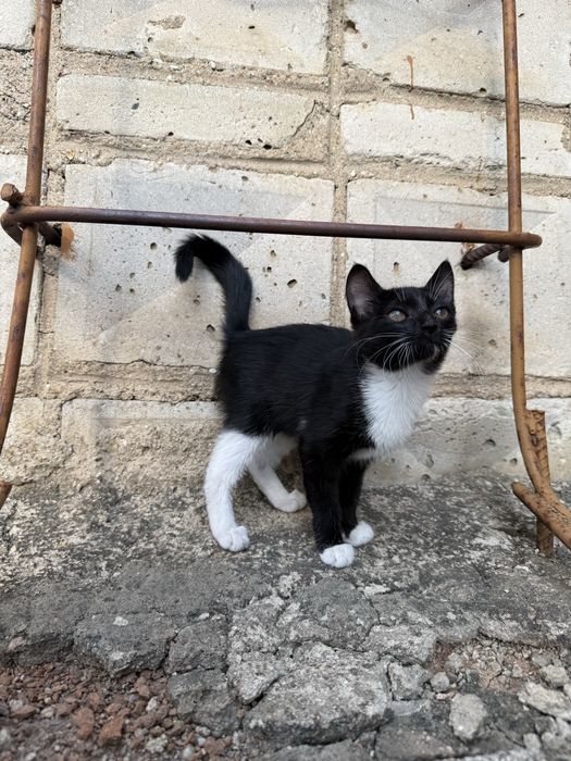 Отдадим Котят в добрые руки