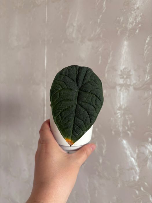 Продам комнатные цветы, алоказии