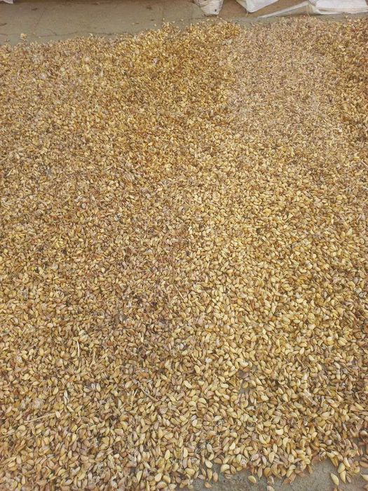 чеснок, саримсоқ пиёз уруғликка экишга тайёр