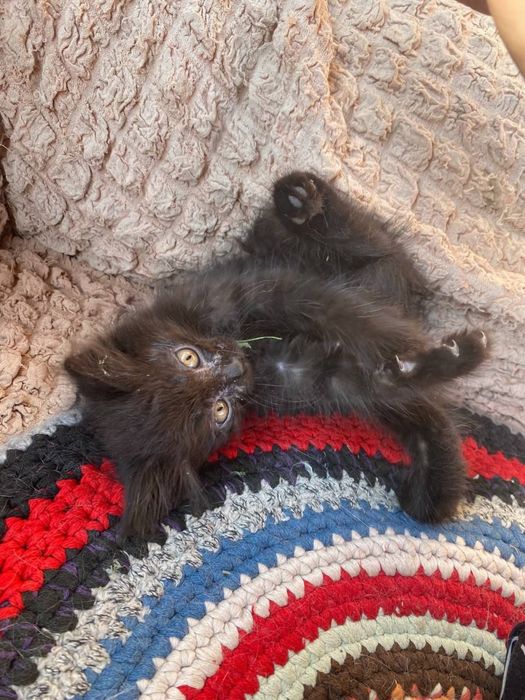 Котёнок мальчик в добрые руки