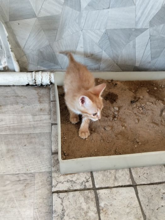 Котята бесплатно