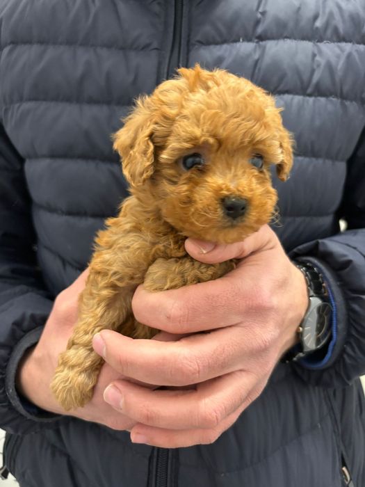 Той Пудели Ред Априкот