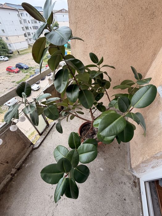 Vand Urgent Planta Ficus Elastica