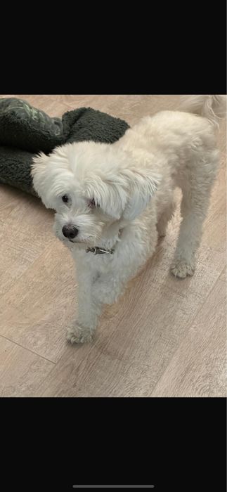 собака мальтийская болонка