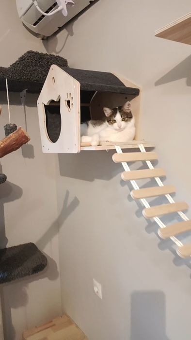 ЗООгостиница Передержка КОШЕК