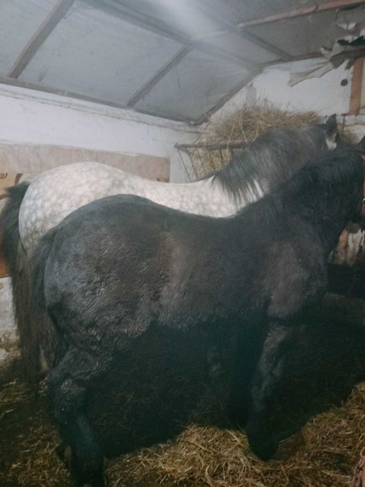 Vând iapă gestantă cu mânz