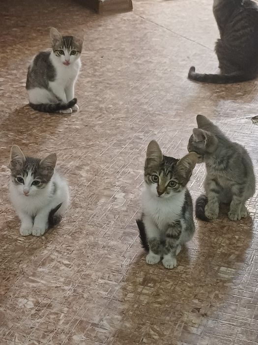 Отдам котят в добрые руки