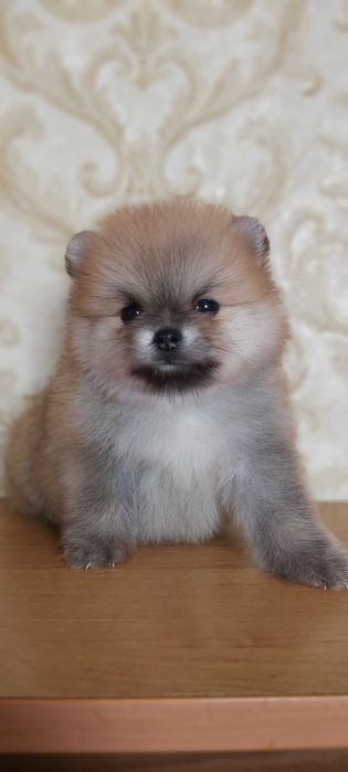 Шпицы мальчики и девочки