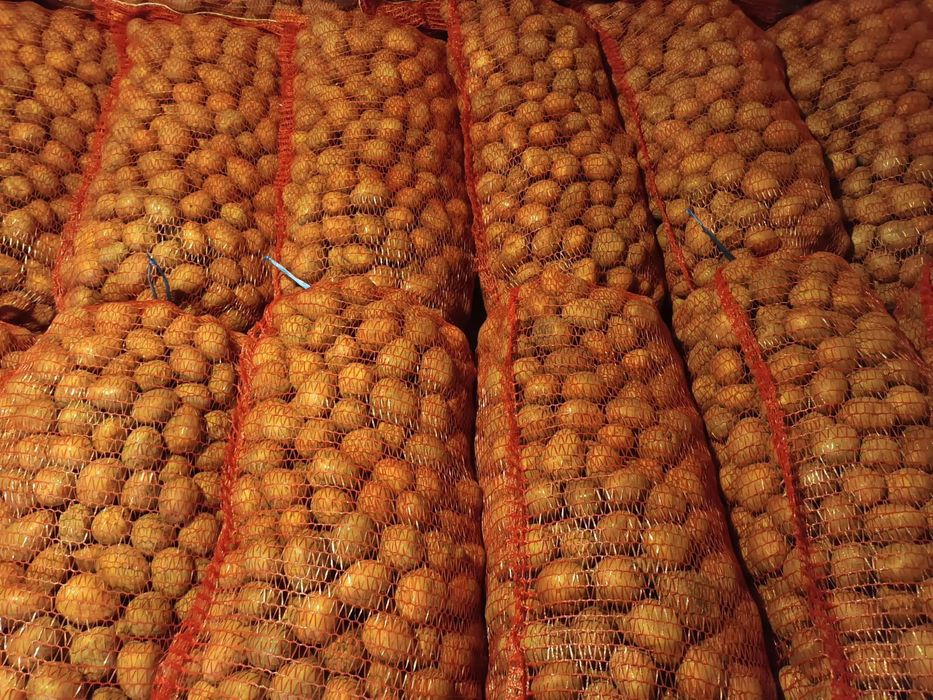 Cartofi de sămânță