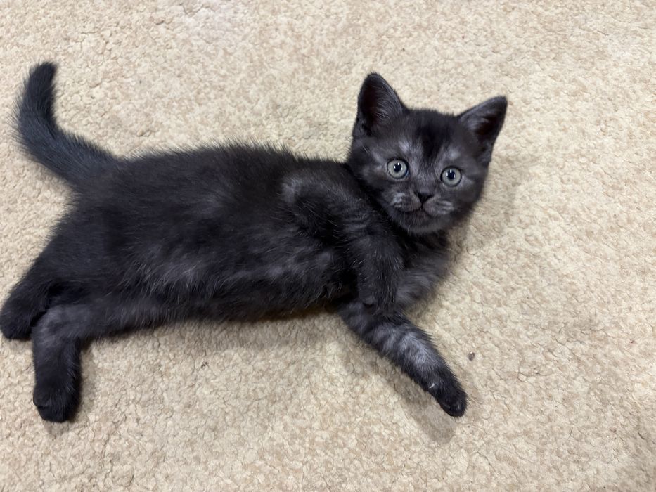 Продам котенка (девочка)