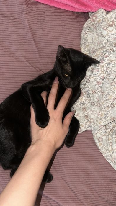 Черная кошка котята