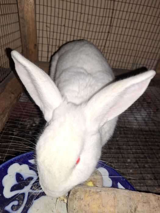 "Великан" куйони.