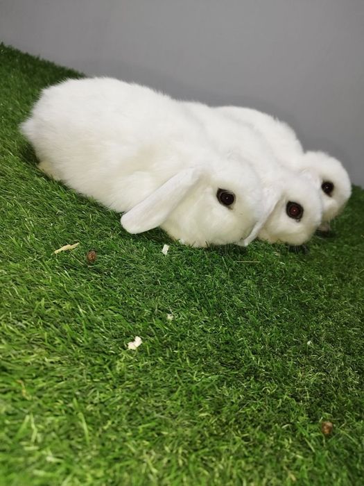 Karlik dekarativni quyonchala