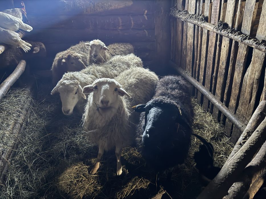 Продаются  бараны