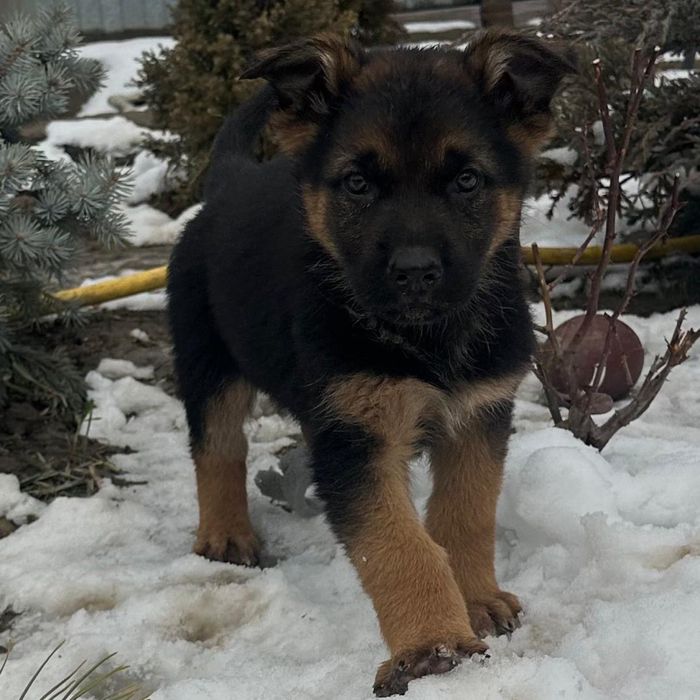 Щенок немецкой овчарки