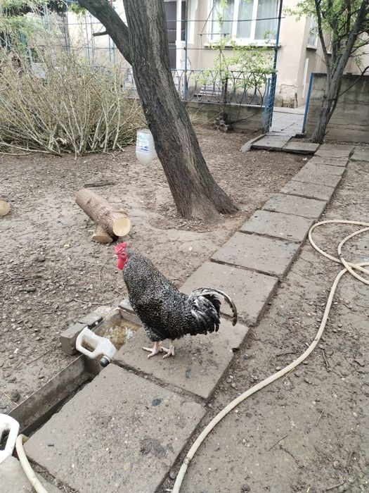 Балапандар доминант