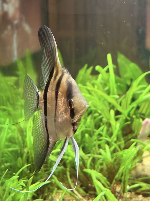 Аквариум EHEIM 126 литра напълно оборудван