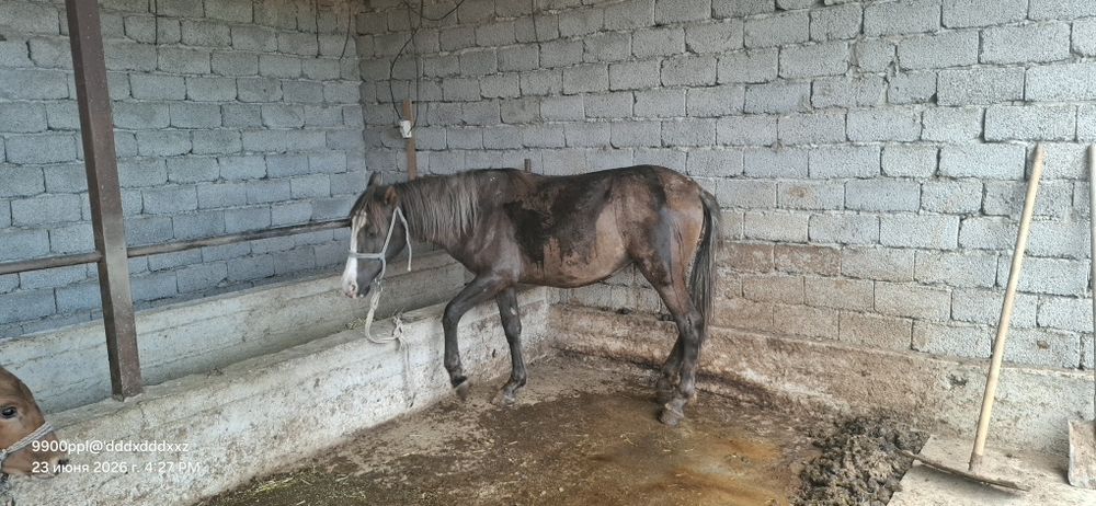 Байланған байтал бар