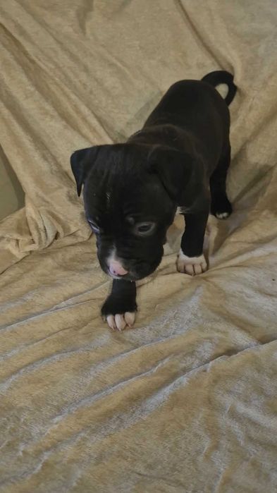 Продавам Питбулчета