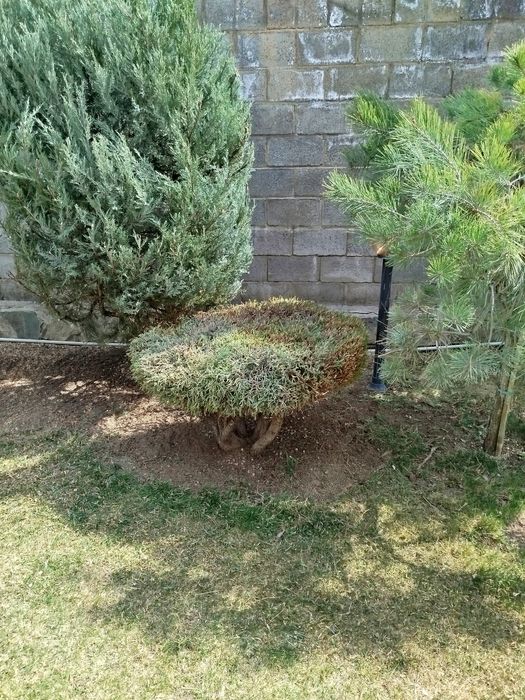 Услуги Садовника