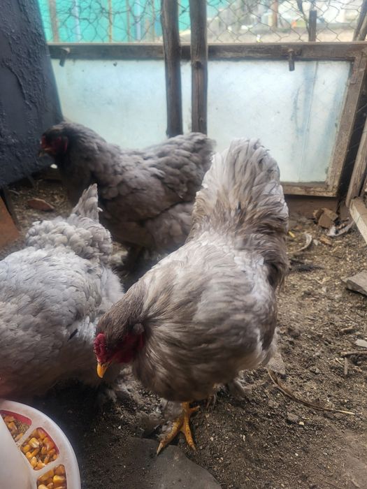 Matca  rasa pura brahma albastru ,oua si pui