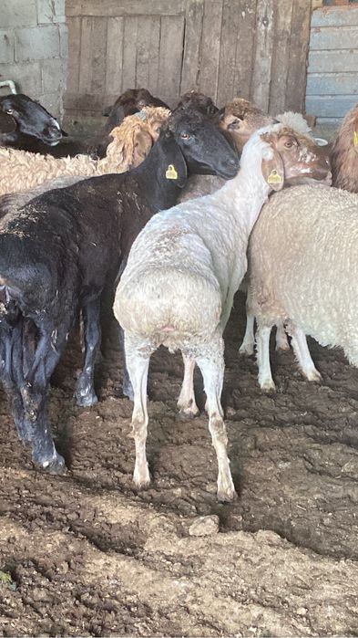 Қой сатылады. Продам баран