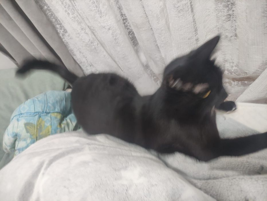 Отдам кота в добрые руки