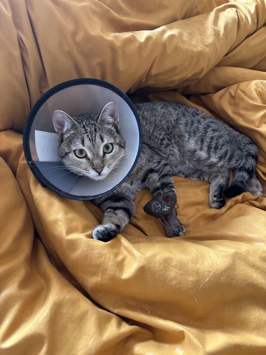 Кот ищет любящий дом