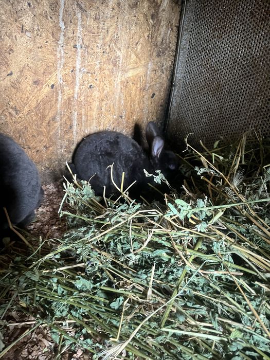Disponibili Iepurași Rex pitic și Holland Lop ( berbec pitic)