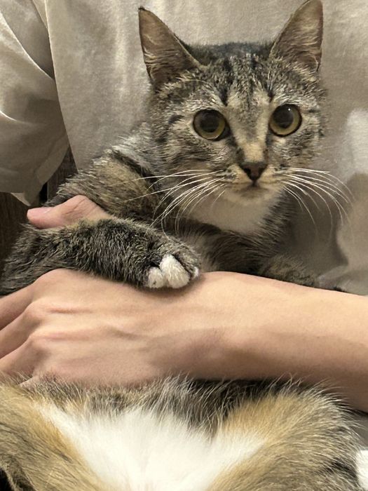 Отдам в добрые руки