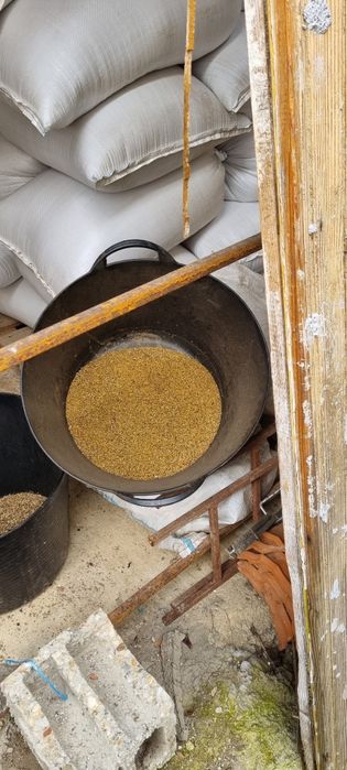 Seminte de cea mai bună calitate