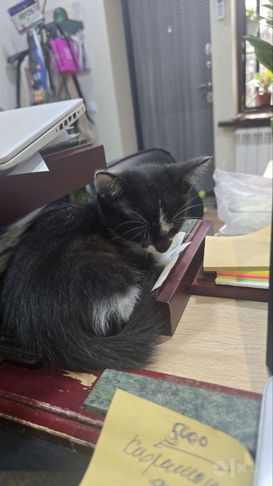 Отдам котят в хорошие руки