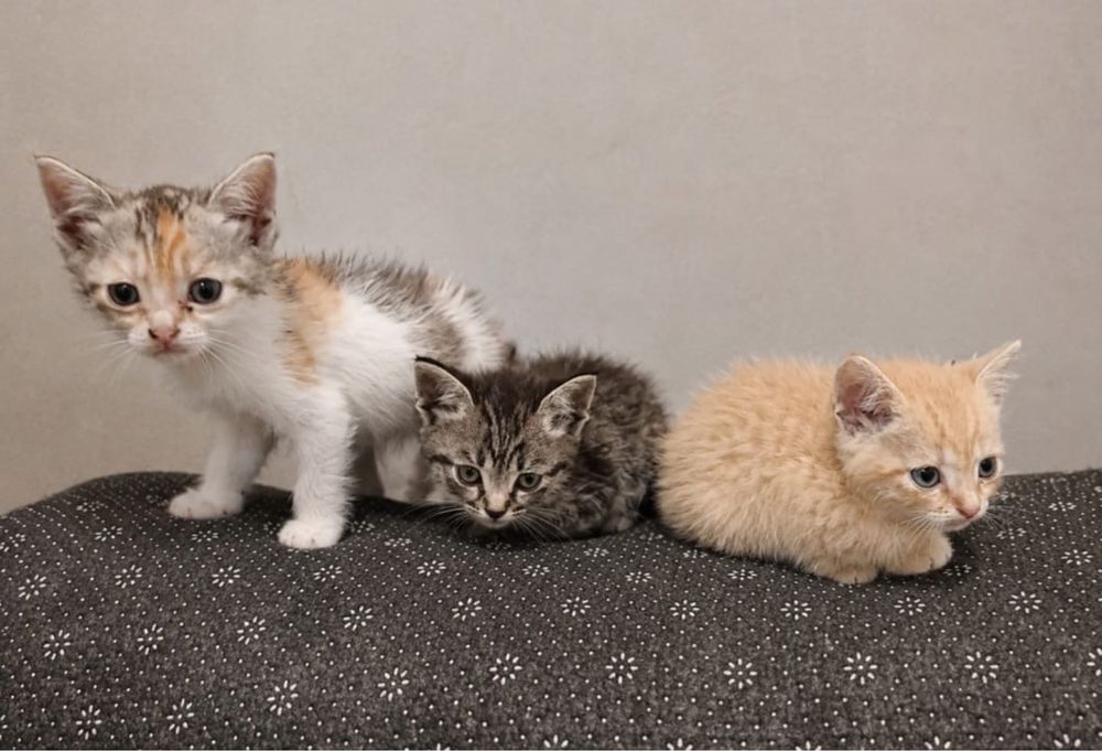 Отдаем котят в добрые руки