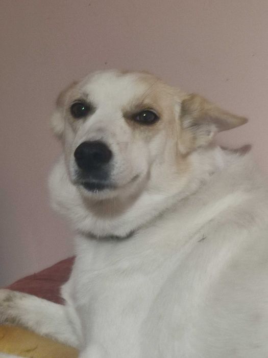 Кученце порода ЛЮБОВ